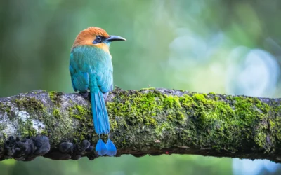 Costa Rica: Il Paradiso del Birdwatching e della Fotografia Naturalistica