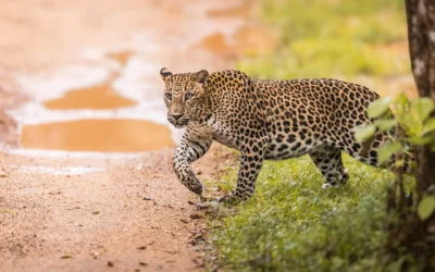 Leopardi in Sri Lanka: safari fotografico indimenticabile