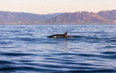L’Orca Iberica nello stretto di Gibilterra