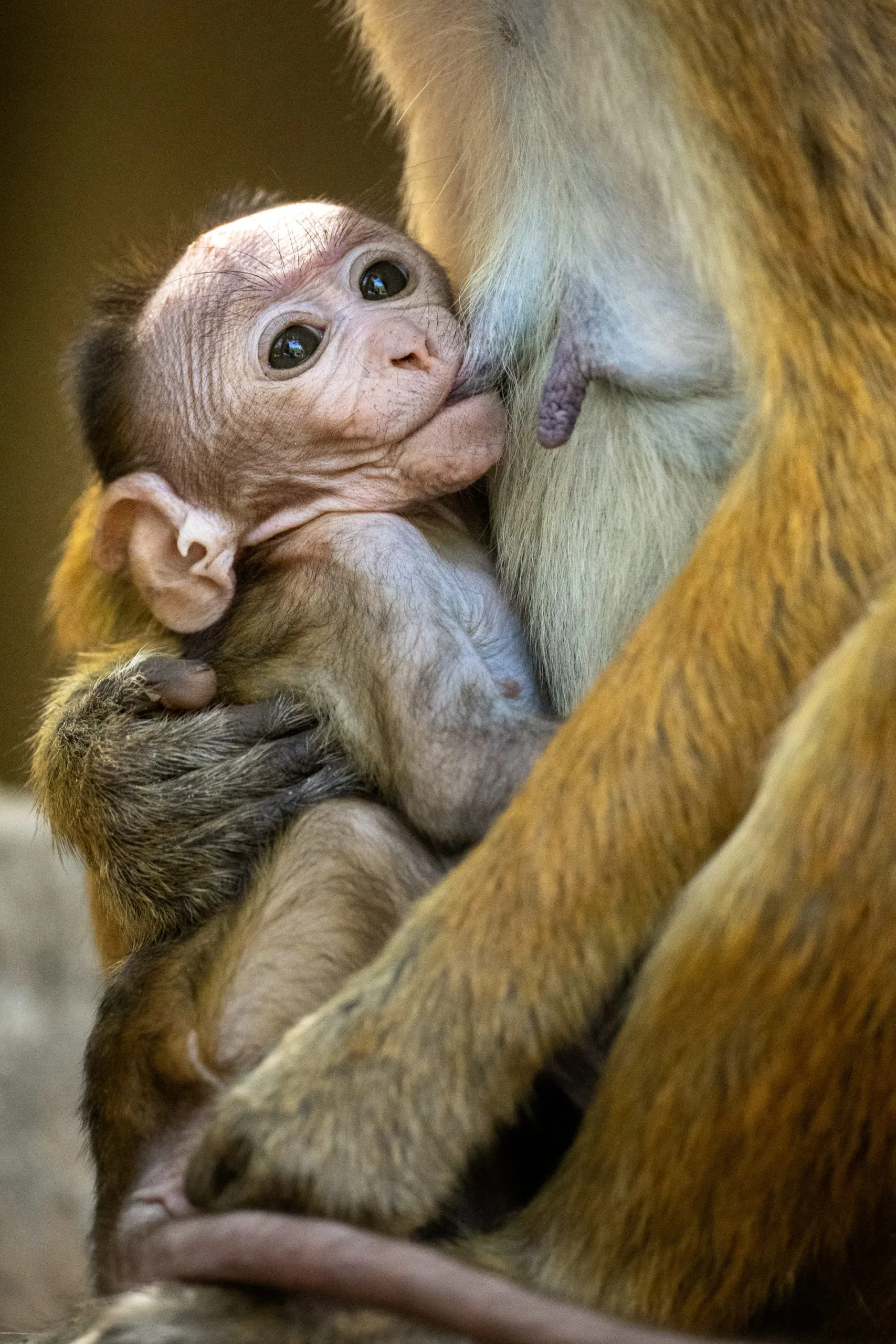 Limited Edition - Baby Macaco dal Berretto