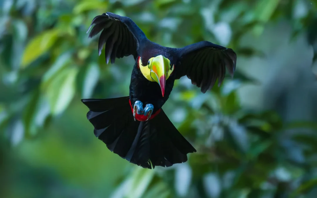 Costa Rica: A Birdwatching and Nature Photography Paradise