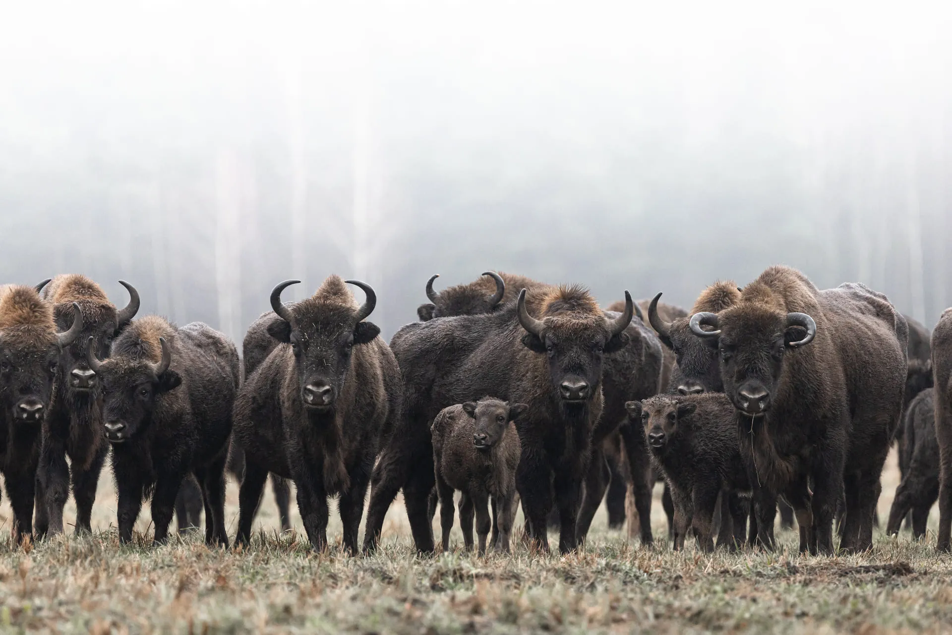 Limited Edition - Bisonti in Branco