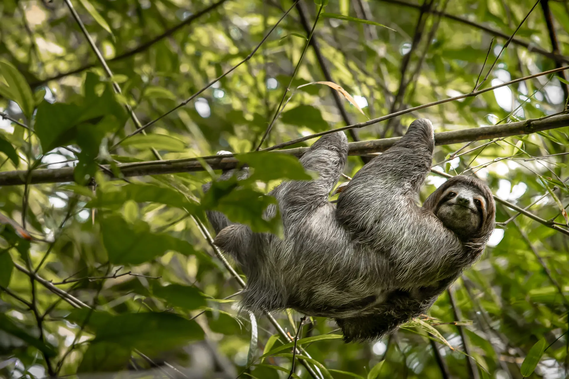 Limited Edition - Bradipo