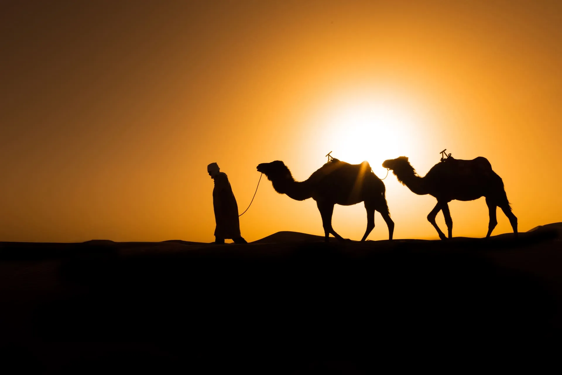 Limited Edition - Cammelliere in Silhuoette