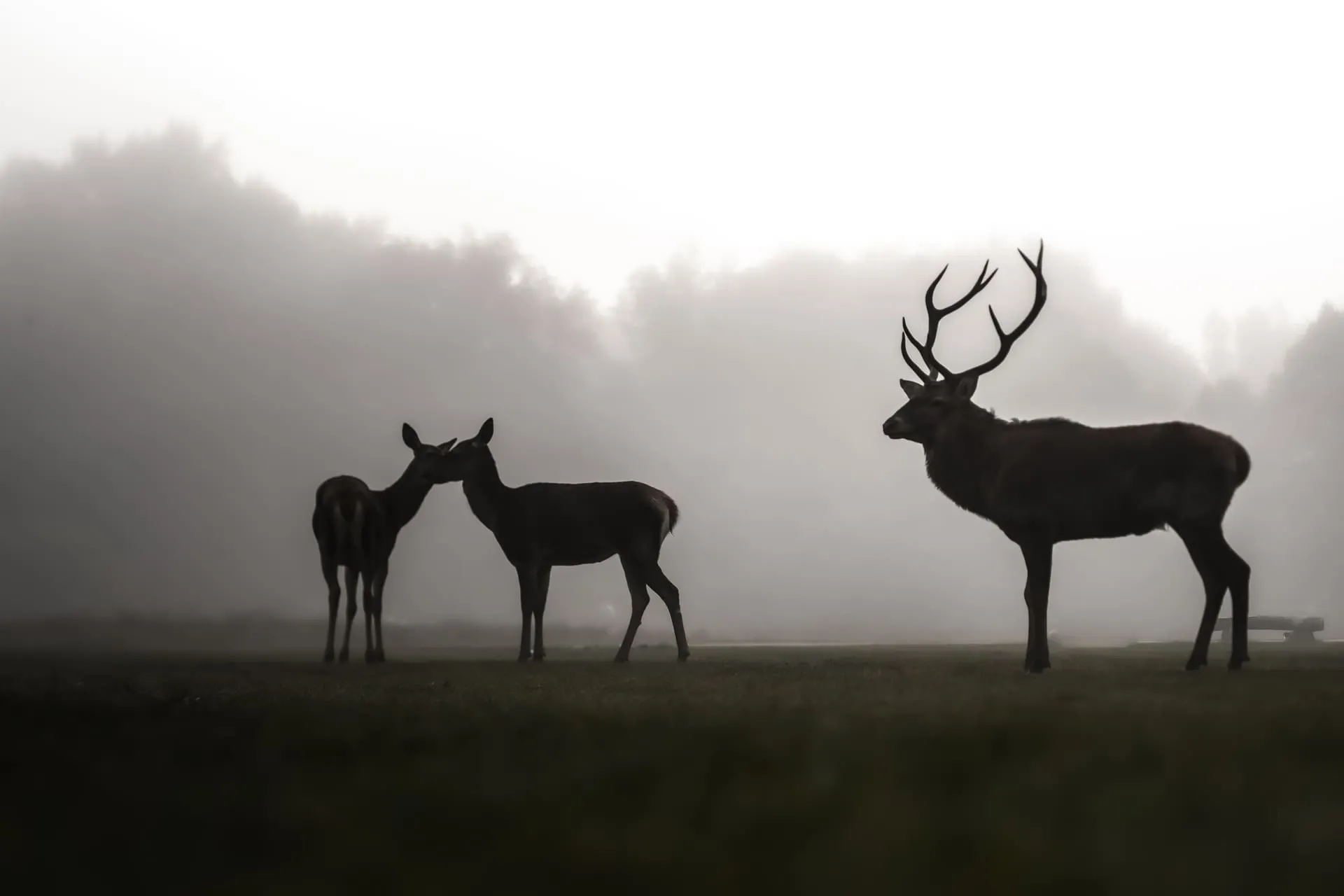 Limited Edition - Cervi nella Nebbia