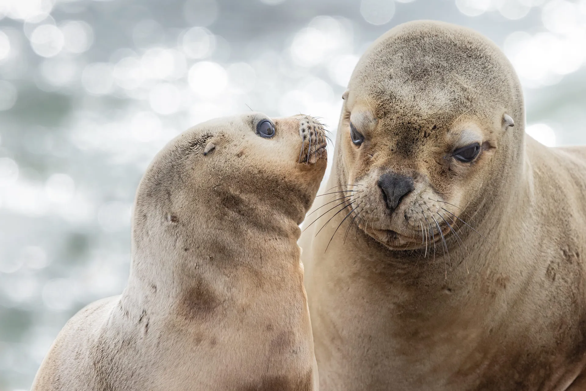 Limited Edition - Coccole con Mamma