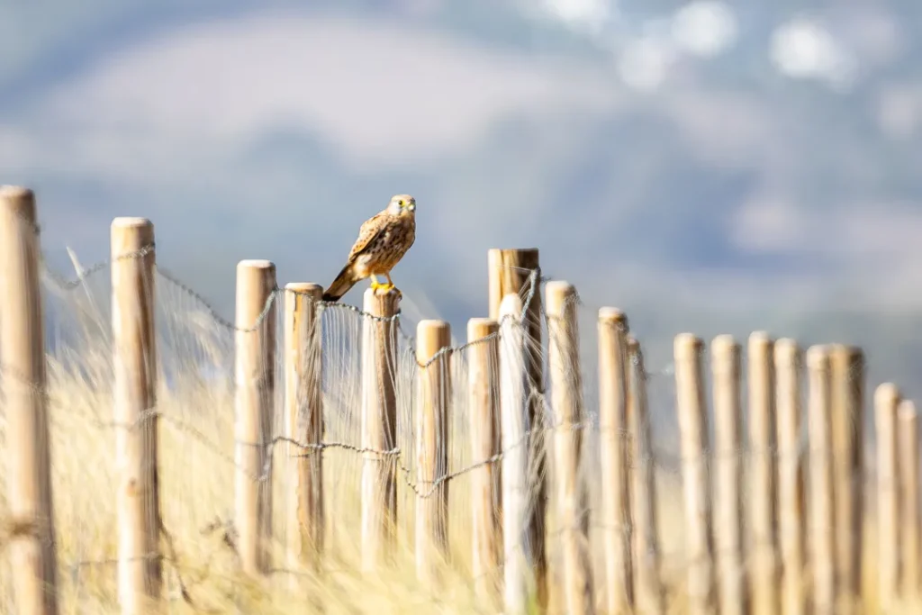 Foto Andalusia COD AND001