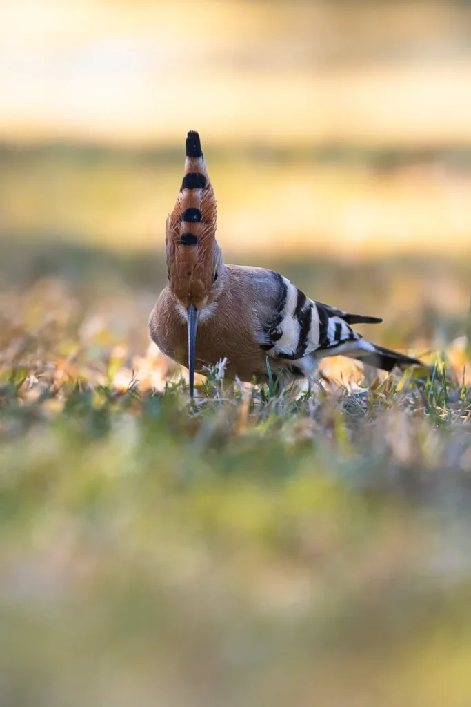 Foto Andalusia COD AND003