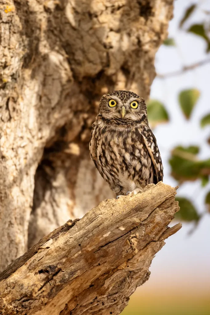 Foto Andalusia COD AND005