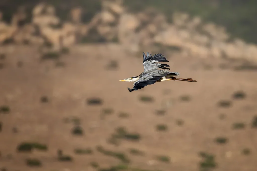 Foto Andalusia COD AND010