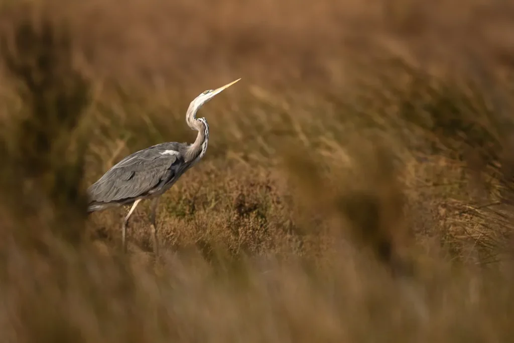 Foto Andalusia COD AND011