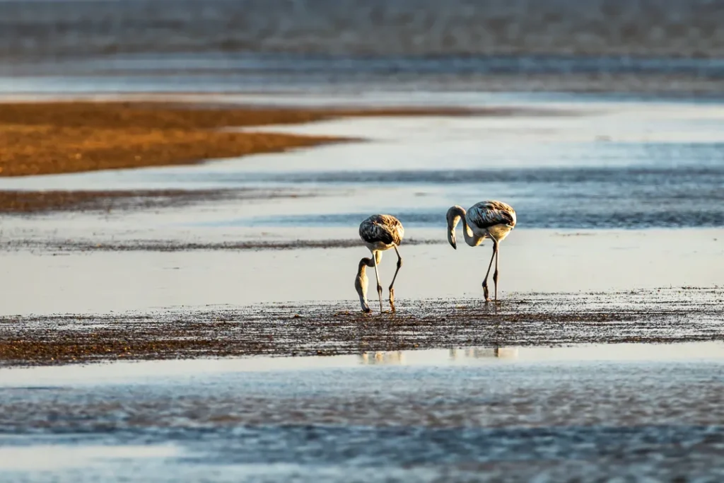 Foto Andalusia COD AND014