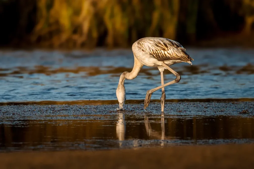 Foto Andalusia COD AND015