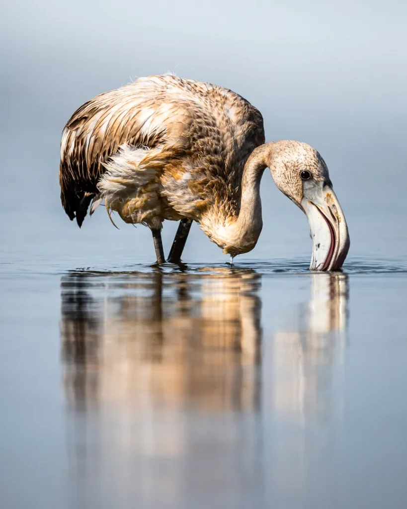 Foto Andalusia COD AND016