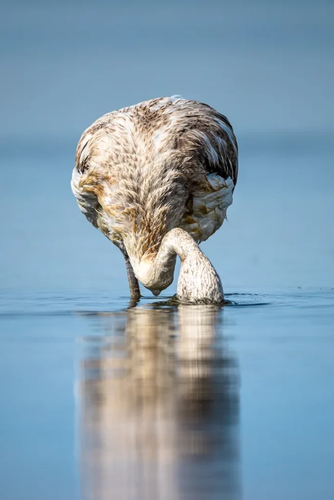 Foto Andalusia COD AND017