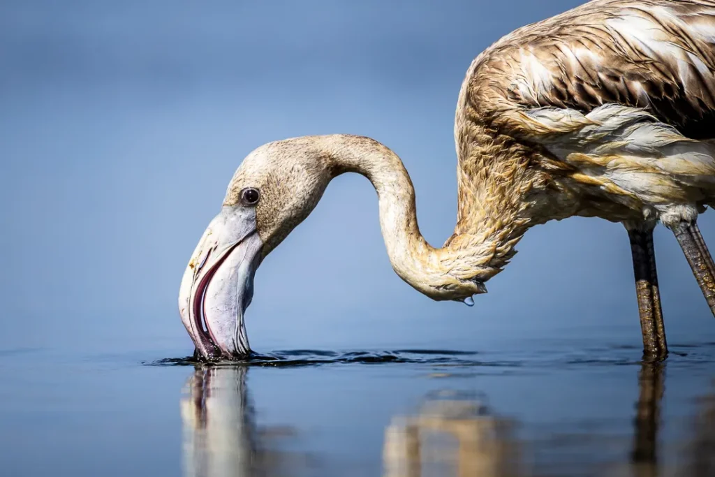 Foto Andalusia COD AND018