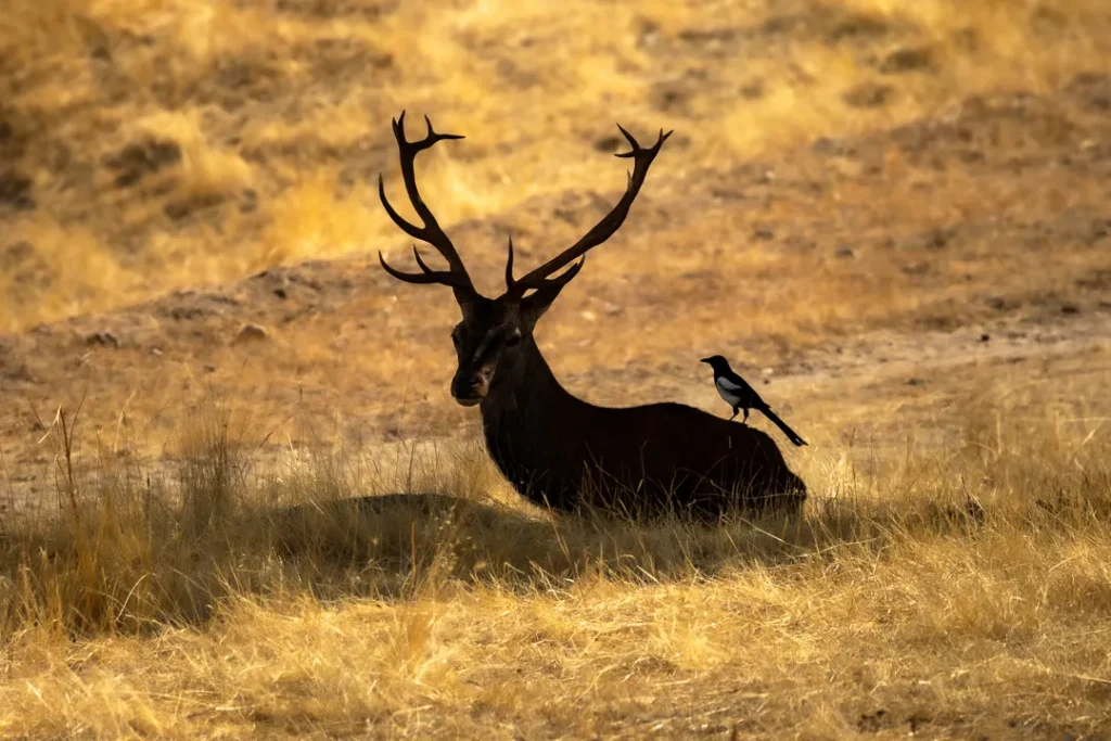 Foto Andalusia COD AND020