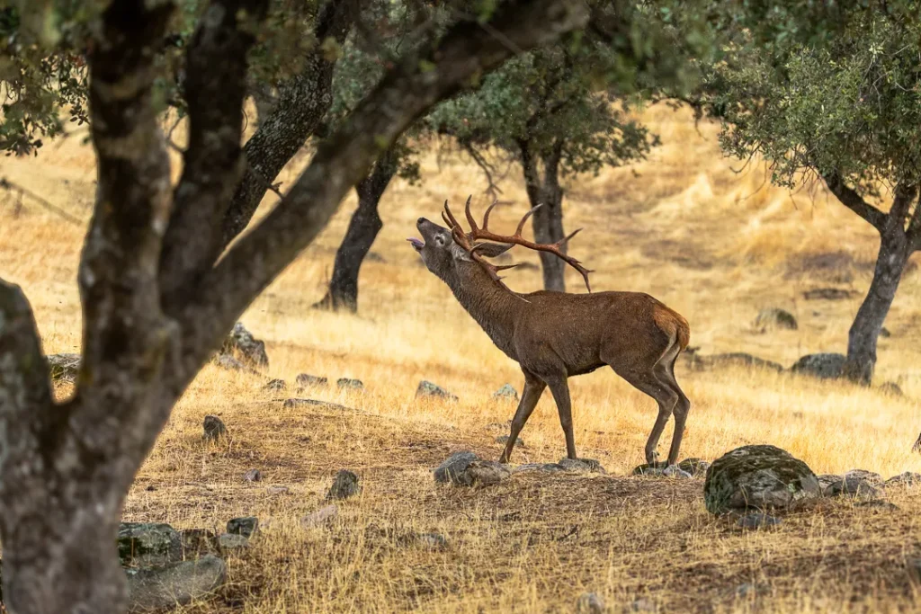 Foto Andalusia COD AND022