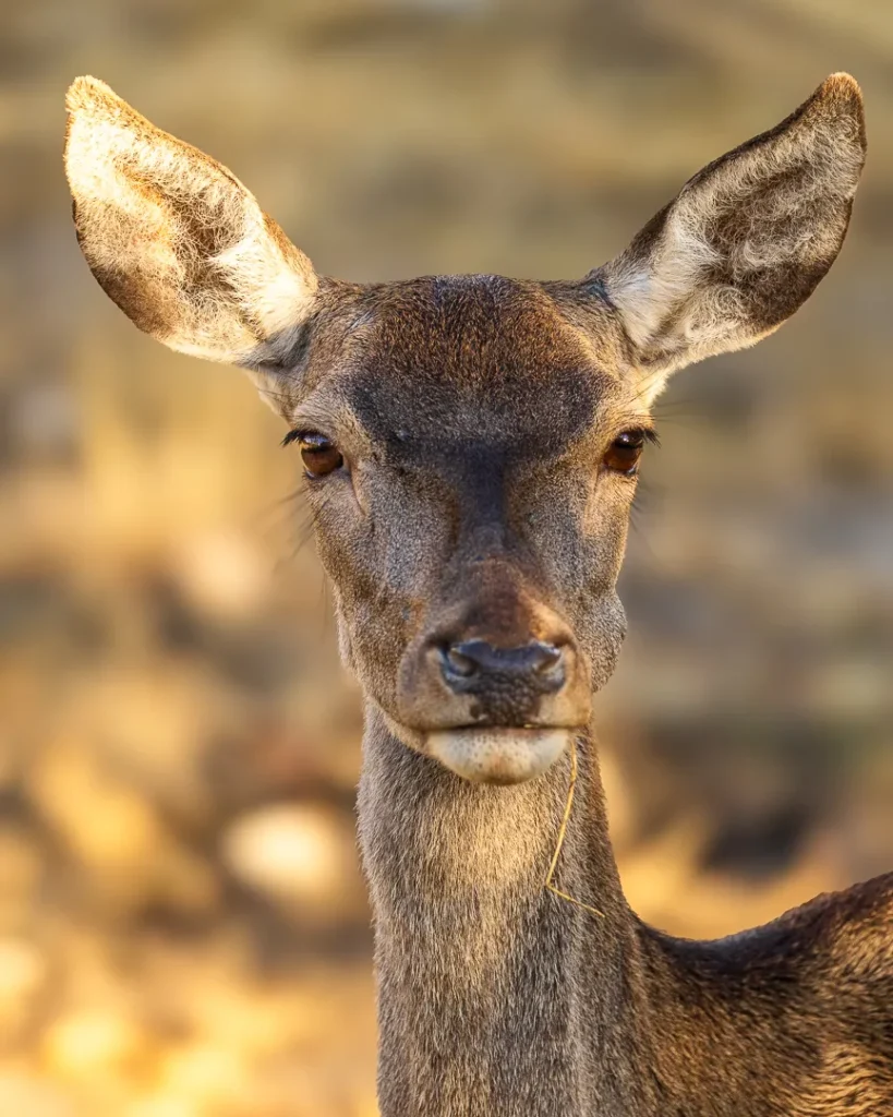 Foto Andalusia COD AND023