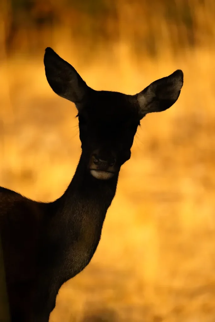 Foto Andalusia COD AND024