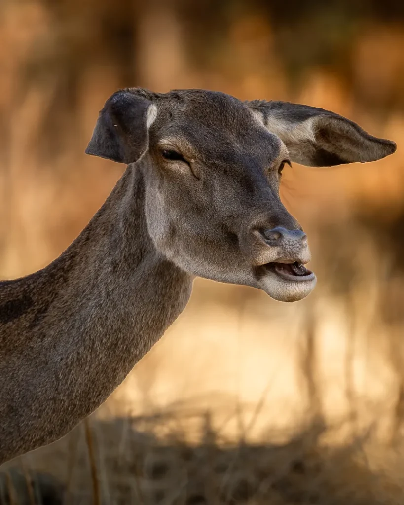 Foto Andalusia COD AND025