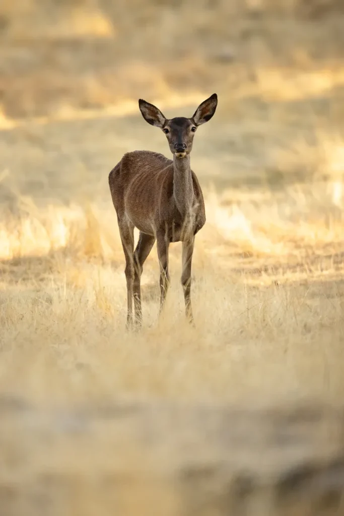 Foto Andalusia COD AND027
