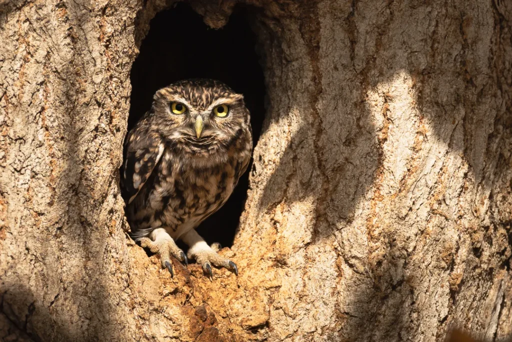 Foto Andalusia COD AND029