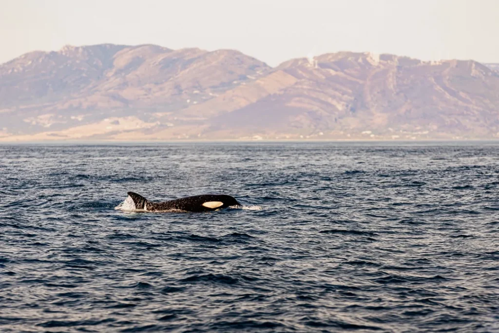 Foto Andalusia COD AND030