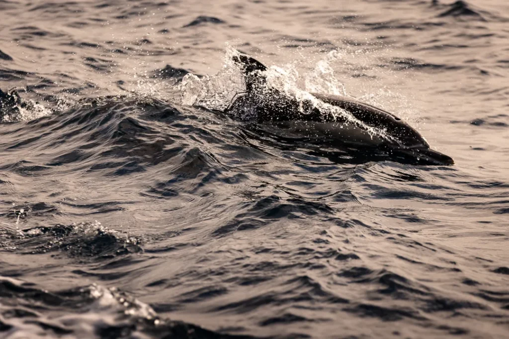 Foto Andalusia COD AND031