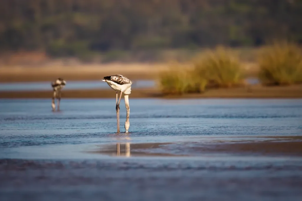 Foto Andalusia COD AND032