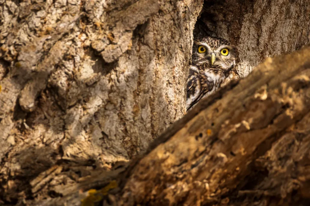 Foto Andalusia COD AND034