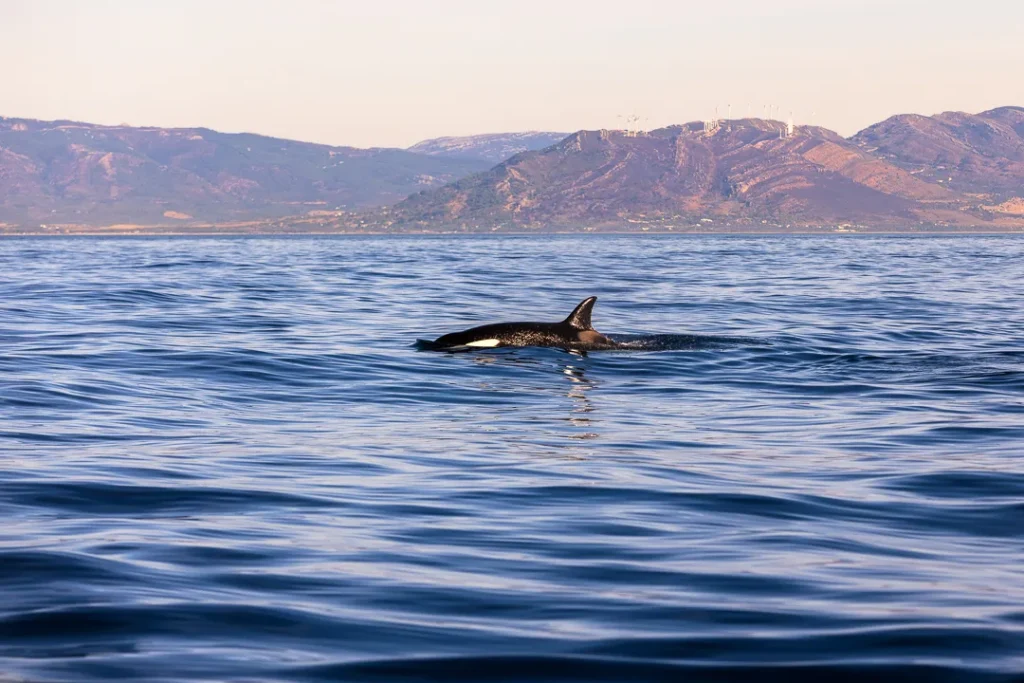 Foto Andalusia COD AND035