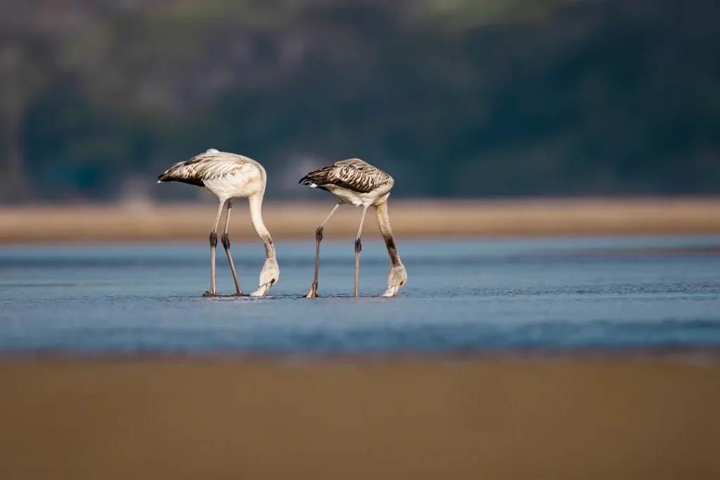 Foto Andalusia COD AND036