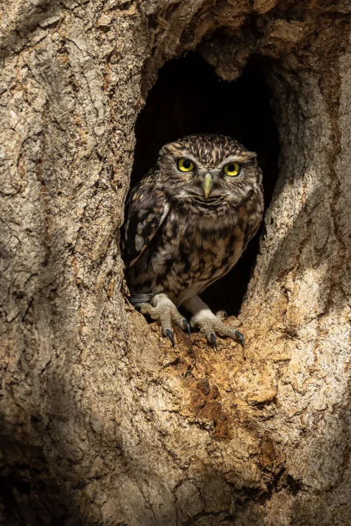 Foto Andalusia COD AND037