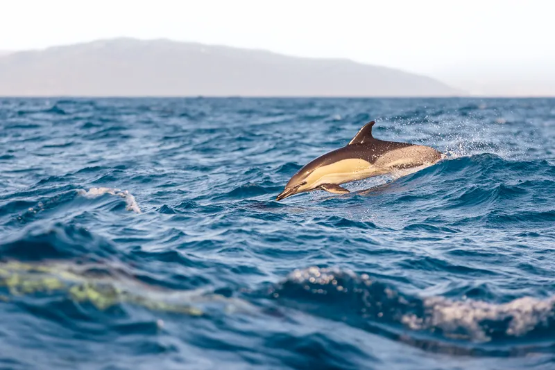 Foto Andalusia COD AND038