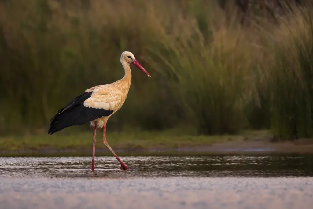 Foto Andalusia COD AND039