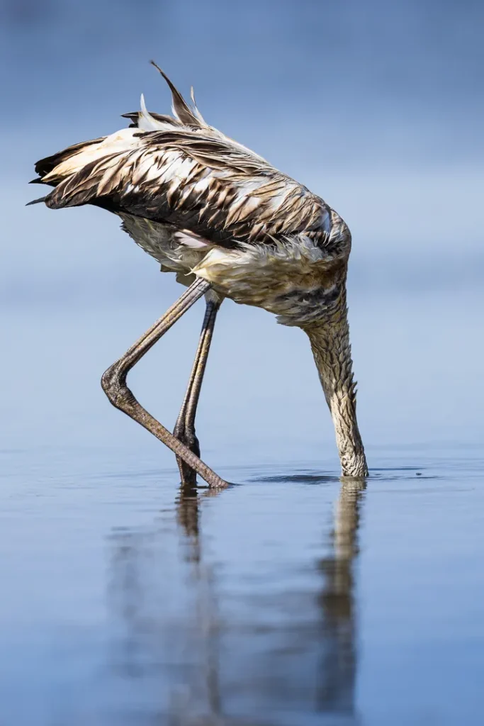 Foto Andalusia COD AND040