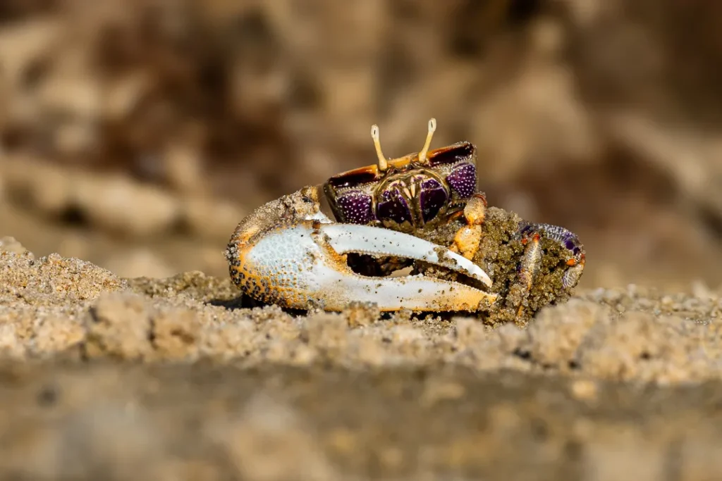 Foto Andalusia COD AND042