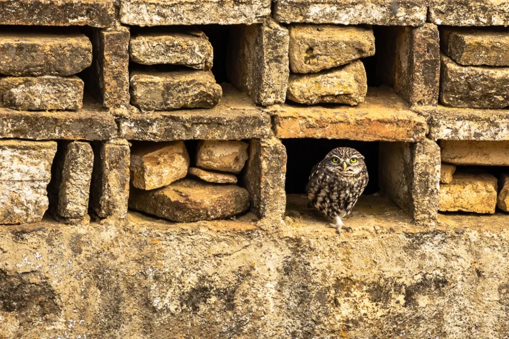 Foto Andalusia COD AND044