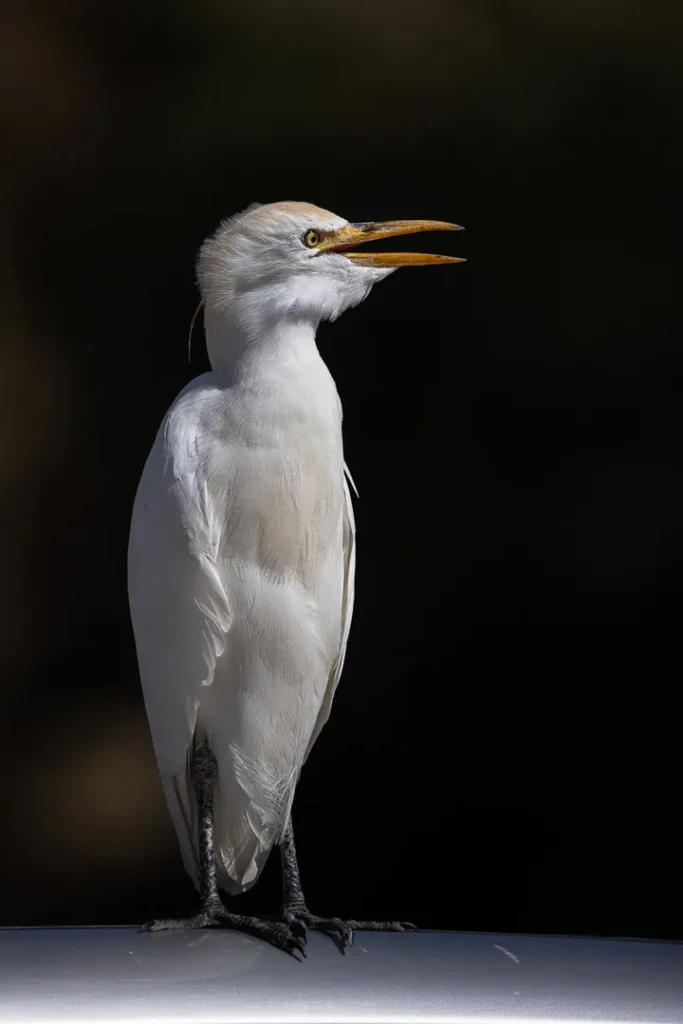 Foto Andalusia COD AND045