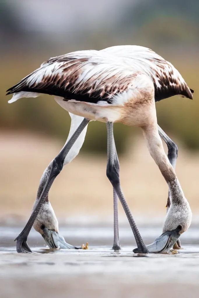 Foto Andalusia COD AND046