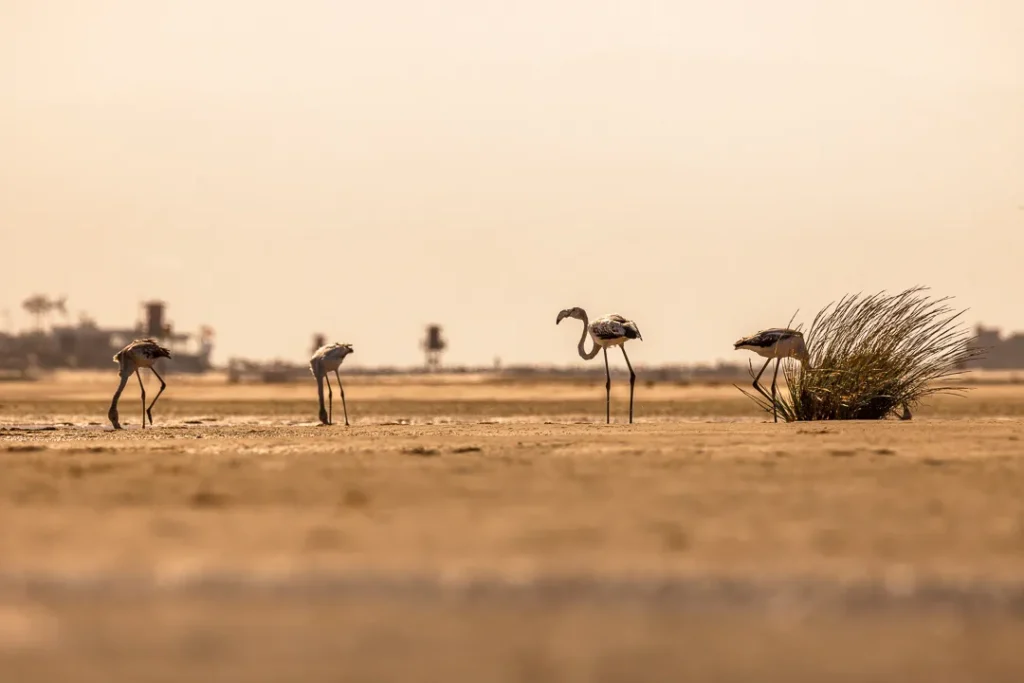 Foto Andalusia COD AND048