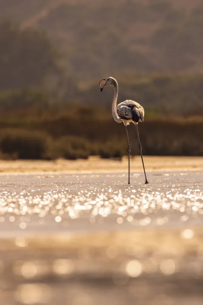 Foto Andalusia COD AND049