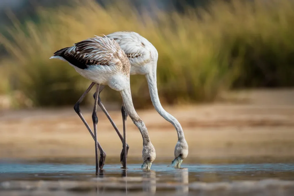 Foto Andalusia COD AND050