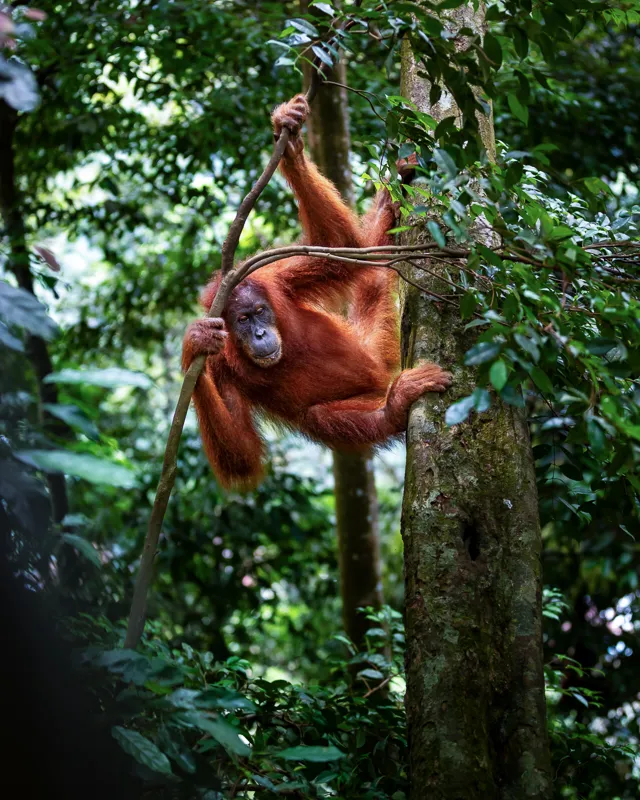 Foto sumatra COD SUM032