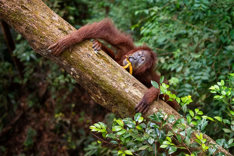 Foto sumatra COD SUM033