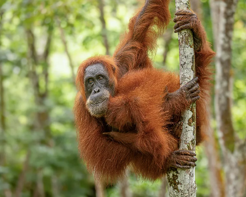 Foto sumatra COD SUM034