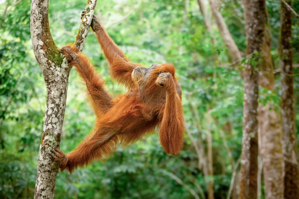 Foto sumatra COD SUM041