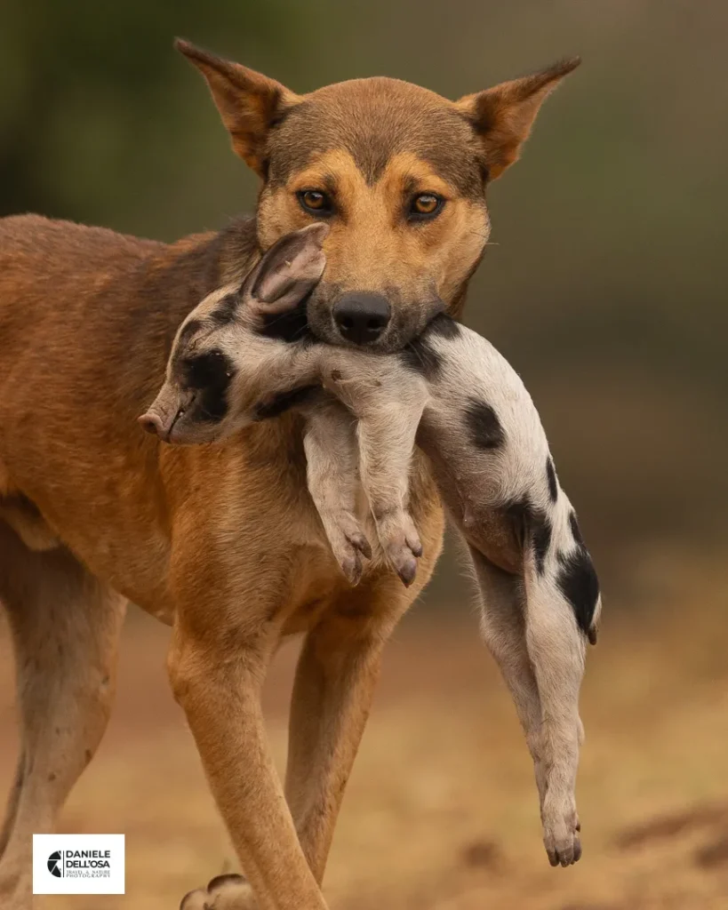 Foto tanzania cod tzn018
