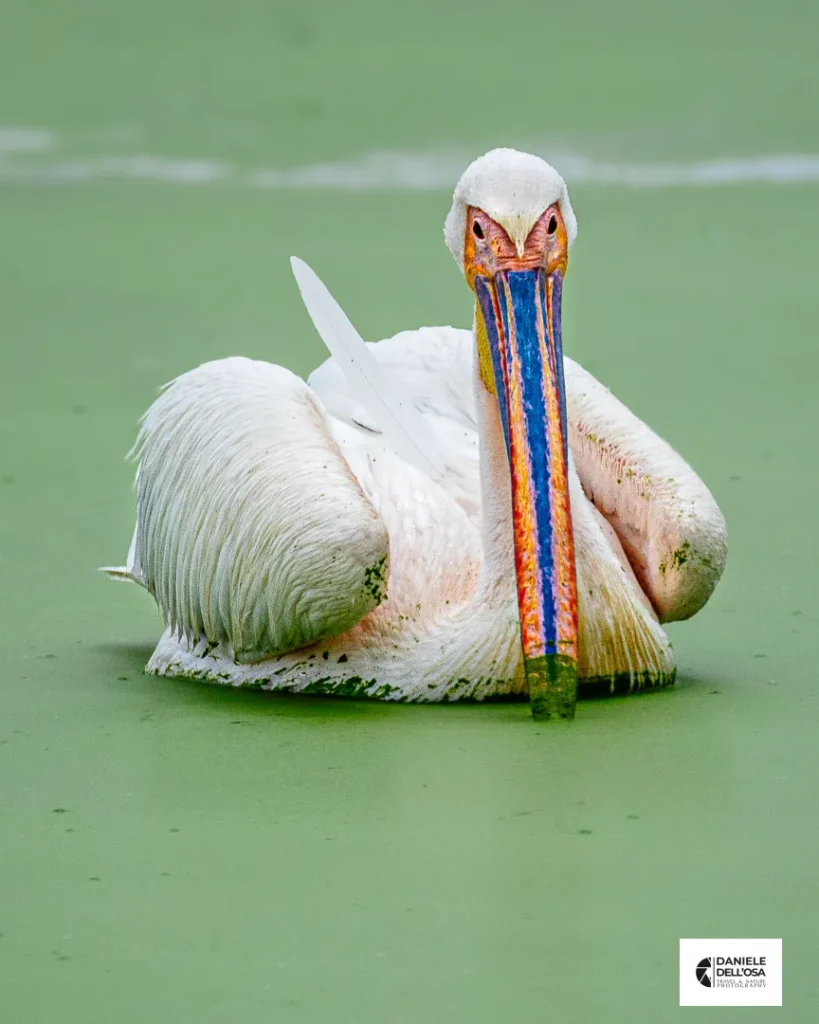 Foto tanzania cod tzn022